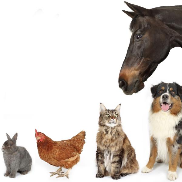 Dierenallergie